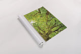 Big Leaf Maple Trees V by Alan Majchrowicz. shown as a rolled paper print. Available as archival giclee rolled canvas, fine art paper, or poster print. SKU 52761h.