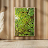 Big Leaf Maple Trees V by Alan Majchrowicz. shown as over sized large wall art. Available as an archival giclee rolled canvas, fine art paper, or poster print. SKU 52761h.