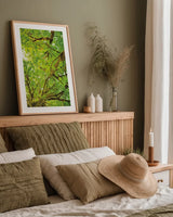 Big Leaf Maple Trees V by Alan Majchrowicz. shown as a paper print in a natural frame. Available as a archival giclee rolled canvas, fine art paper, or poster print. SKU 52761h.