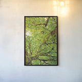 Big Leaf Maple Trees V by Alan Majchrowicz. shown as a paper print in a black flame. Available as a archival giclee rolled canvas, fine art paper, or poster print. SKU 52761h.