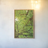 Big Leaf Maple Trees V by Alan Majchrowicz. shown as a paper print in a natural frame. Available as a archival giclee rolled canvas, fine art paper, or poster print. SKU 52761h.
