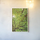 Big Leaf Maple Trees V by Alan Majchrowicz. shown as a paper print in a white frame. Available as a archival giclee rolled canvas, fine art paper, or poster print. SKU 52761h.