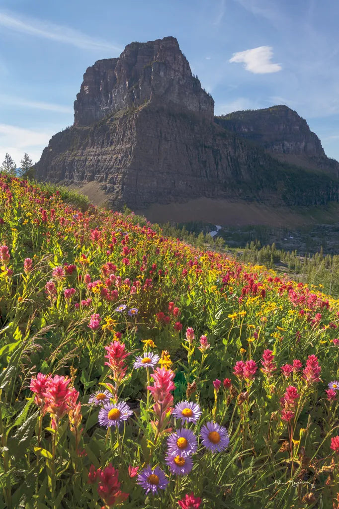 Boulder Pass Wildflowers by Alan Majchrowicz. SKU 68095h. Archival Giclee Fine art print for wall decor.