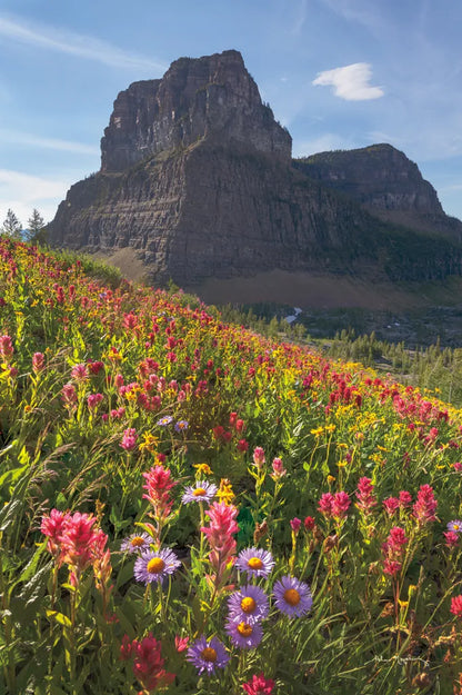 Boulder Pass Wildflowers by Alan Majchrowicz. SKU 68095h. Archival Giclee Fine art print for wall decor.