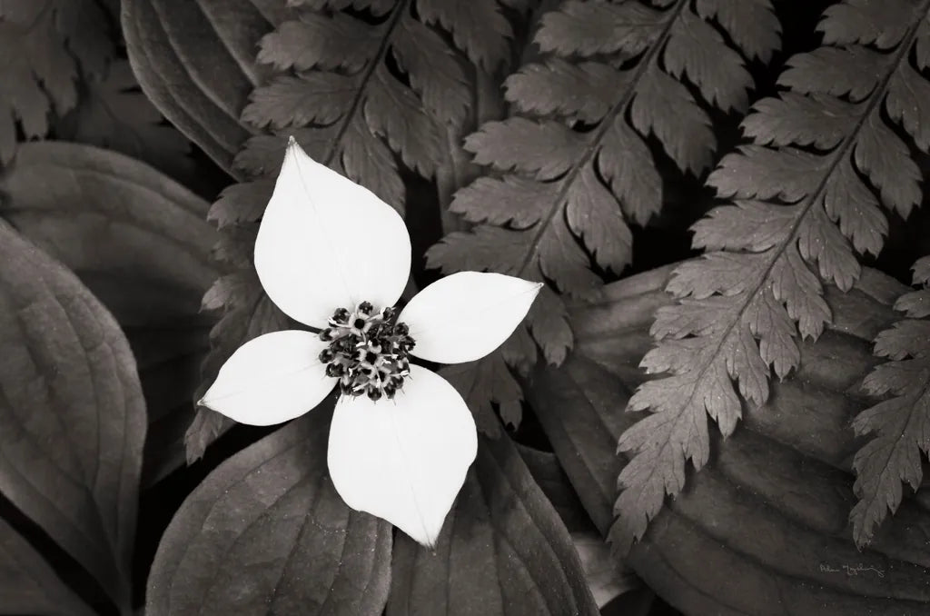 Bunchberry and Ferns I BW by Alan Majchrowicz. SKU 46088i. Archival Giclee Fine art print for wall decor.