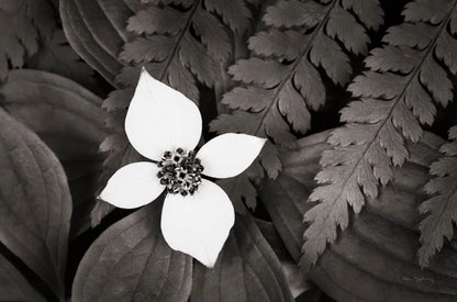 Bunchberry and Ferns I BW by Alan Majchrowicz. SKU 46088i. Archival Giclee Fine art print for wall decor.