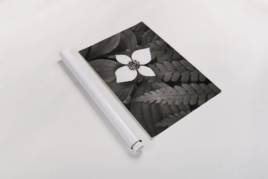 Bunchberry and Ferns I BW by Alan Majchrowicz. shown as a rolled paper print. Available as archival giclee rolled canvas, fine art paper, or poster print. SKU 46088i.