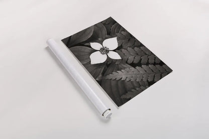 Bunchberry and Ferns I BW by Alan Majchrowicz. shown as a rolled paper print. Available as archival giclee rolled canvas, fine art paper, or poster print. SKU 46088i.