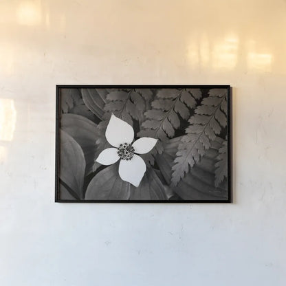 Bunchberry and Ferns I BW by Alan Majchrowicz. shown as a paper print in a black flame. Available as a archival giclee rolled canvas, fine art paper, or poster print. SKU 46088i.