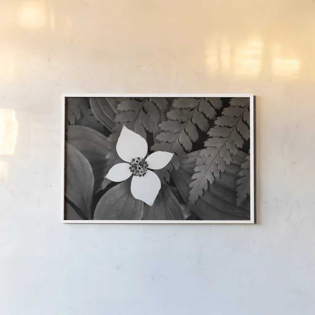 Bunchberry and Ferns I BW by Alan Majchrowicz. shown as a paper print in a white frame. Available as a archival giclee rolled canvas, fine art paper, or poster print. SKU 46088i.
