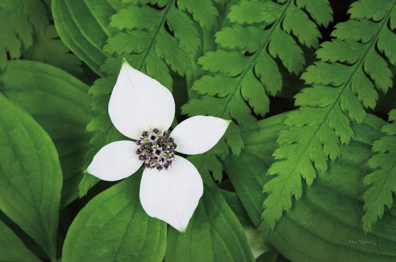 Bunchberry and Ferns I color by Alan Majchrowicz. SKU 46090i. Archival Giclee Fine art print for wall decor.