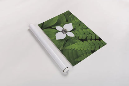 Bunchberry and Ferns I color by Alan Majchrowicz. shown as a rolled paper print. Available as archival giclee rolled canvas, fine art paper, or poster print. SKU 46090i.