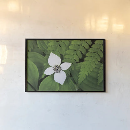 Bunchberry and Ferns I color by Alan Majchrowicz. shown as a paper print in a black flame. Available as a archival giclee rolled canvas, fine art paper, or poster print. SKU 46090i.