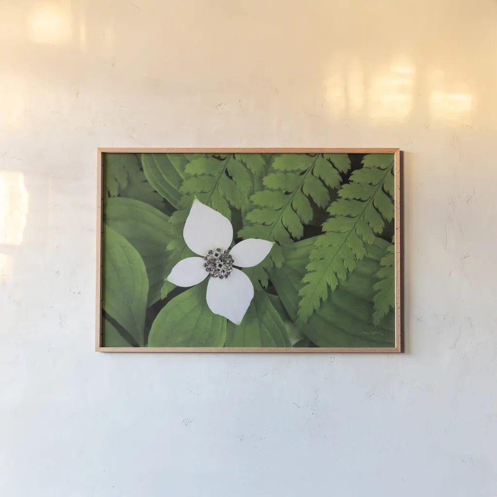 Bunchberry and Ferns I color by Alan Majchrowicz. shown as a paper print in a natural frame. Available as a archival giclee rolled canvas, fine art paper, or poster print. SKU 46090i.