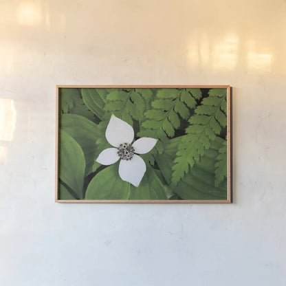 Bunchberry and Ferns I color by Alan Majchrowicz. shown as a paper print in a natural frame. Available as a archival giclee rolled canvas, fine art paper, or poster print. SKU 46090i.