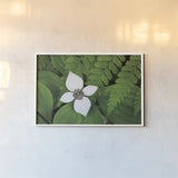 Bunchberry and Ferns I color by Alan Majchrowicz. shown as a paper print in a white frame. Available as a archival giclee rolled canvas, fine art paper, or poster print. SKU 46090i.