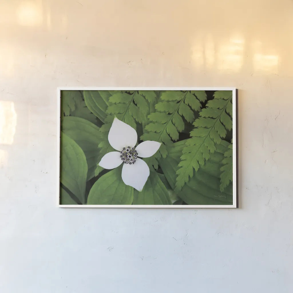 Bunchberry and Ferns I color by Alan Majchrowicz. shown as a paper print in a white frame. Available as a archival giclee rolled canvas, fine art paper, or poster print. SKU 46090i.