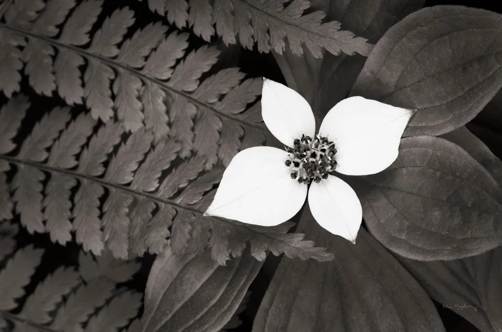 Bunchberry and Ferns II BW by Alan Majchrowicz. SKU 46089i. Archival Giclee Fine art print for wall decor.