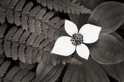 Bunchberry and Ferns II BW by Alan Majchrowicz. SKU 46089i. Archival Giclee Fine art print for wall decor.