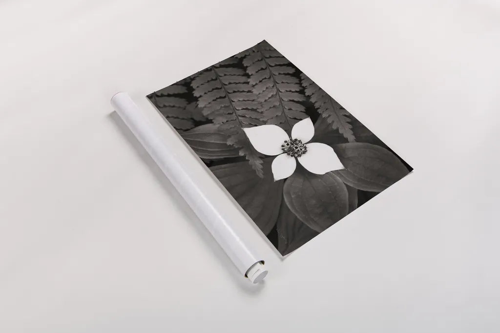 Bunchberry and Ferns II BW by Alan Majchrowicz. shown as a rolled paper print. Available as archival giclee rolled canvas, fine art paper, or poster print. SKU 46089i.