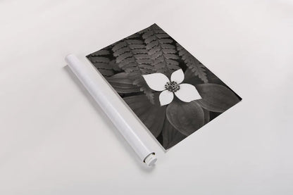 Bunchberry and Ferns II BW by Alan Majchrowicz. shown as a rolled paper print. Available as archival giclee rolled canvas, fine art paper, or poster print. SKU 46089i.