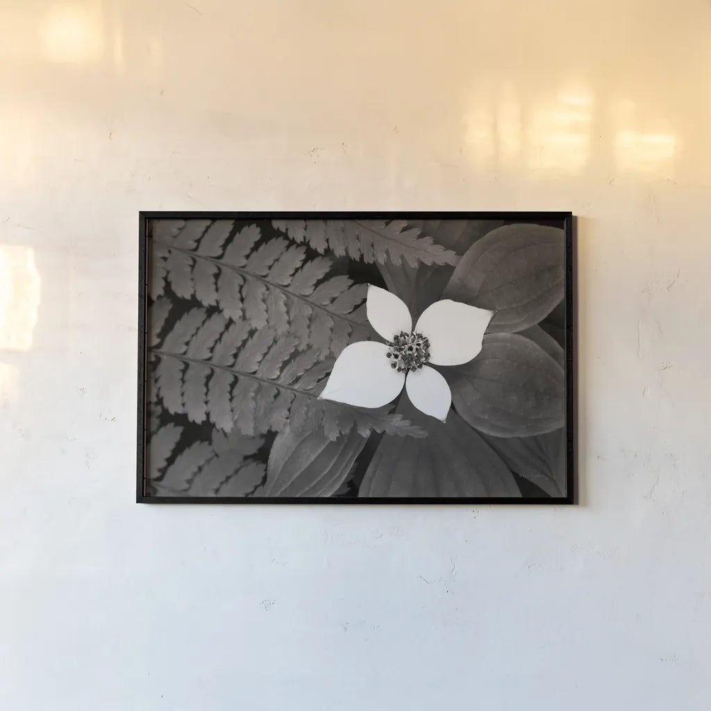 Bunchberry and Ferns II BW by Alan Majchrowicz. shown as a paper print in a black flame. Available as a archival giclee rolled canvas, fine art paper, or poster print. SKU 46089i.