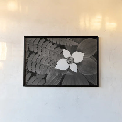 Bunchberry and Ferns II BW by Alan Majchrowicz. shown as a paper print in a black flame. Available as a archival giclee rolled canvas, fine art paper, or poster print. SKU 46089i.