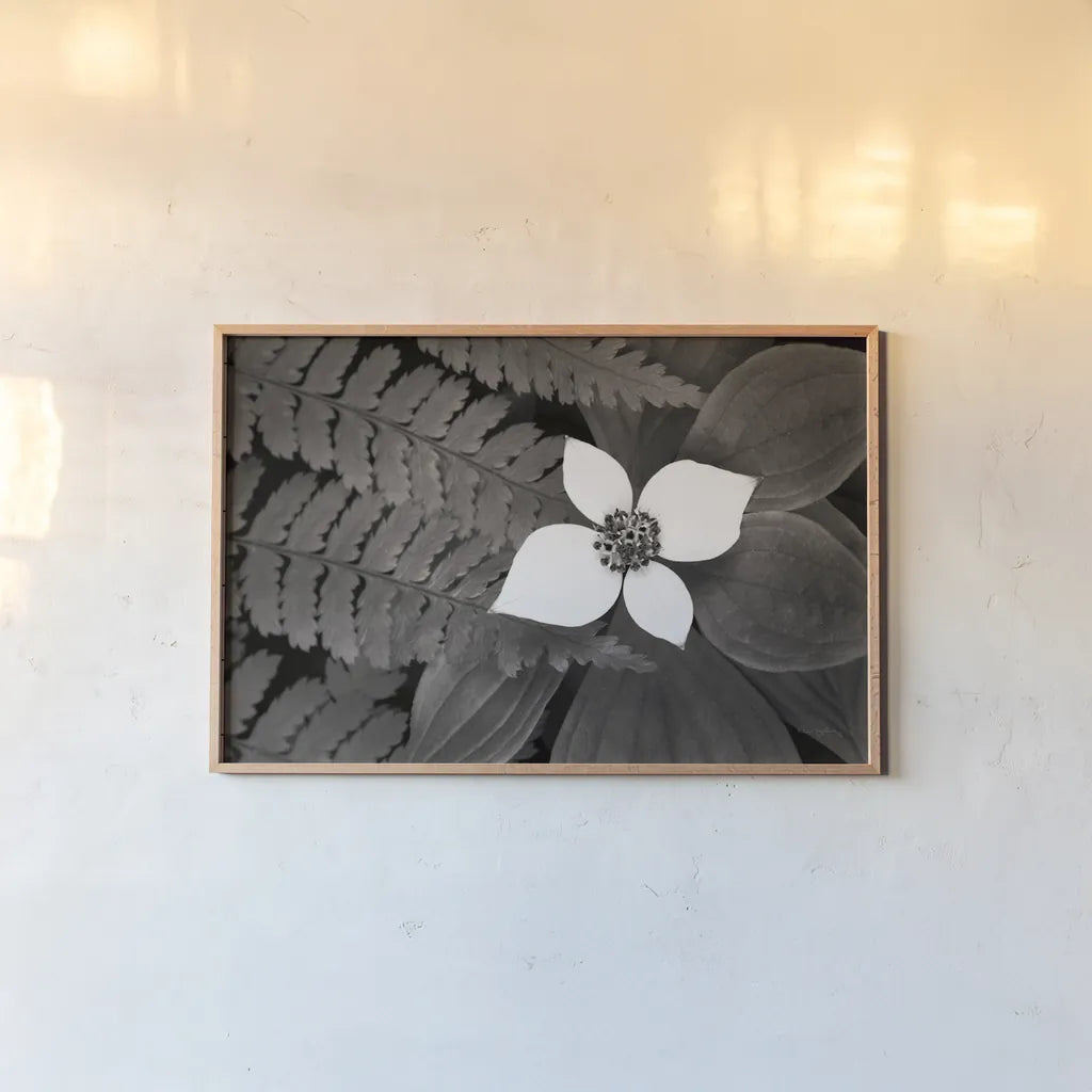 Bunchberry and Ferns II BW by Alan Majchrowicz. shown as a paper print in a natural frame. Available as a archival giclee rolled canvas, fine art paper, or poster print. SKU 46089i.
