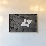 Bunchberry and Ferns II BW by Alan Majchrowicz. shown as a paper print in a white frame. Available as a archival giclee rolled canvas, fine art paper, or poster print. SKU 46089i.