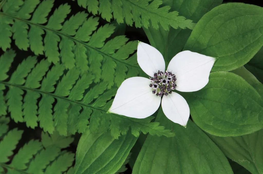 Bunchberry and Ferns II color by Alan Majchrowicz. SKU 46091i. Archival Giclee Fine art print for wall decor.