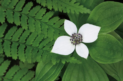 Bunchberry and Ferns II color by Alan Majchrowicz. SKU 46091i. Archival Giclee Fine art print for wall decor.