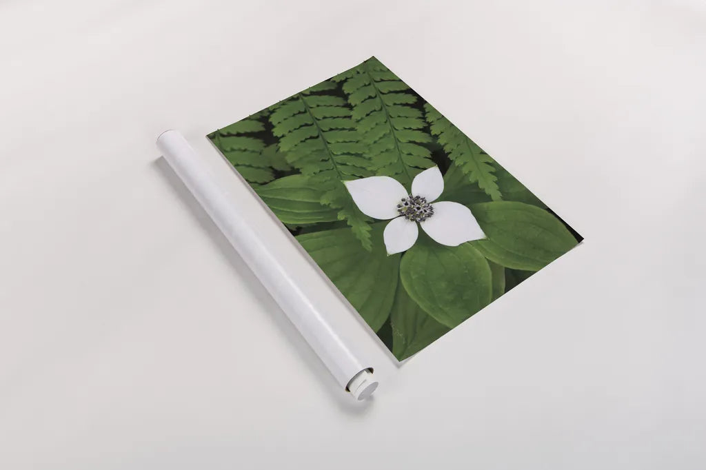 Bunchberry and Ferns II color by Alan Majchrowicz. shown as a rolled paper print. Available as archival giclee rolled canvas, fine art paper, or poster print. SKU 46091i.