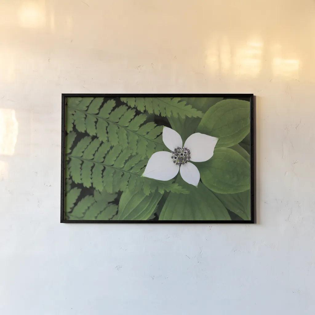 Bunchberry and Ferns II color by Alan Majchrowicz. shown as a paper print in a black flame. Available as a archival giclee rolled canvas, fine art paper, or poster print. SKU 46091i.