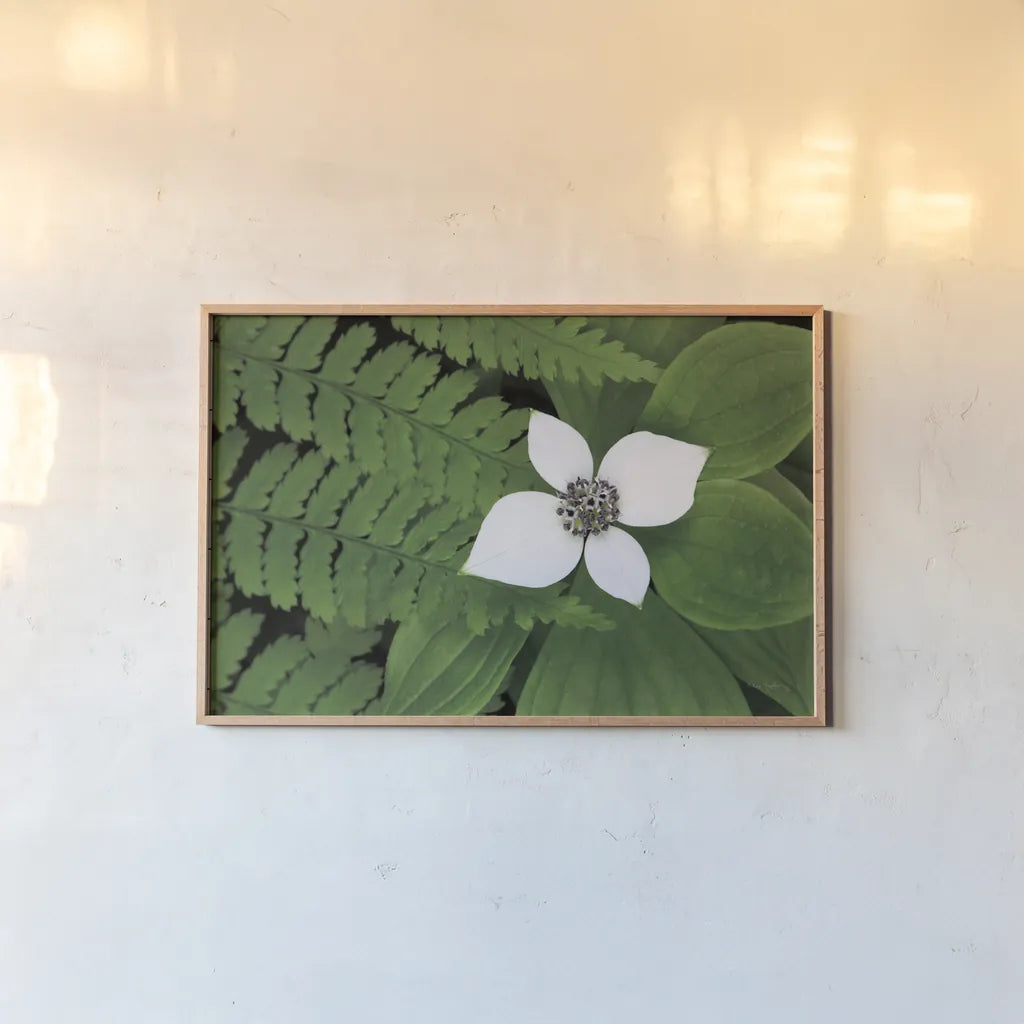 Bunchberry and Ferns II color by Alan Majchrowicz. shown as a paper print in a natural frame. Available as a archival giclee rolled canvas, fine art paper, or poster print. SKU 46091i.