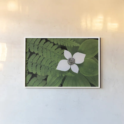 Bunchberry and Ferns II color by Alan Majchrowicz. shown as a paper print in a white frame. Available as a archival giclee rolled canvas, fine art paper, or poster print. SKU 46091i.
