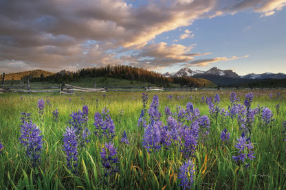 Camas Meadows by Alan Majchrowicz. SKU 90659i. Archival Giclee Fine art print for wall decor.