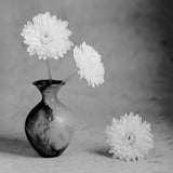 Chrysanthemum I by Alan Majchrowicz. SKU 44145a. Archival Giclee Fine art print for wall decor.