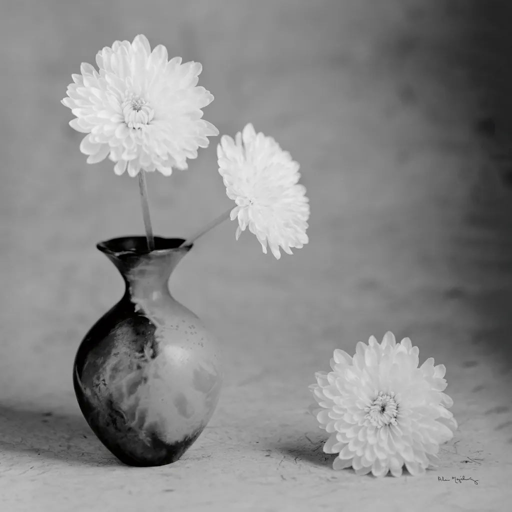 Chrysanthemum I by Alan Majchrowicz. SKU 44145a. Archival Giclee Fine art print for wall decor.