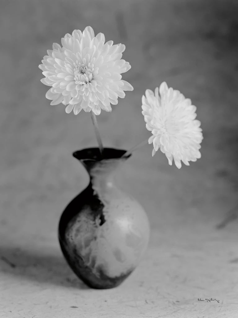 Chrysanthemum III BW by Alan Majchrowicz