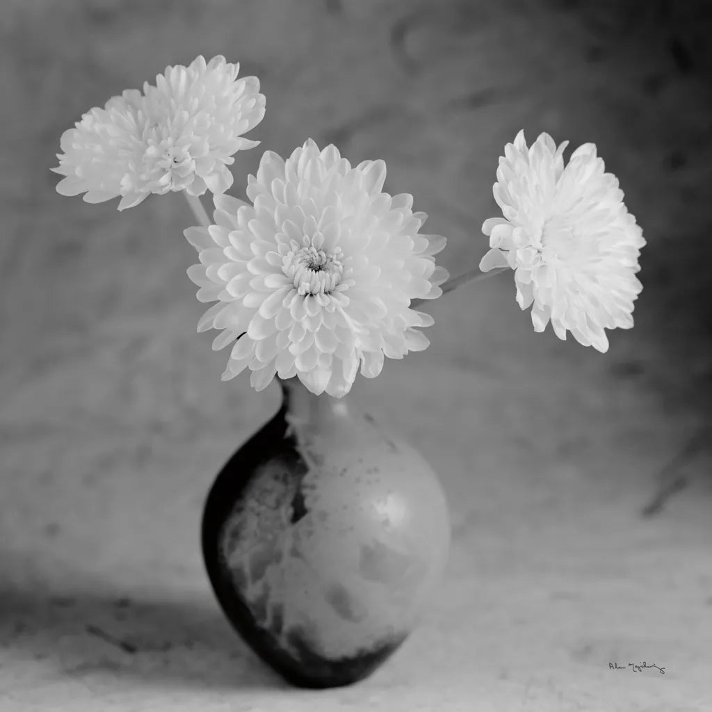 Chrysanthemum IV by Alan Majchrowicz. SKU 100518a. Archival Giclee Fine art print for wall decor.