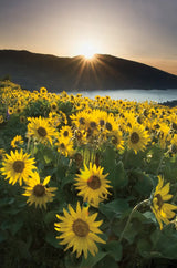 Columbia River Gorge Sunrise by Alan Majchrowicz. SKU 33789h. Archival Giclee Fine art print for wall decor.