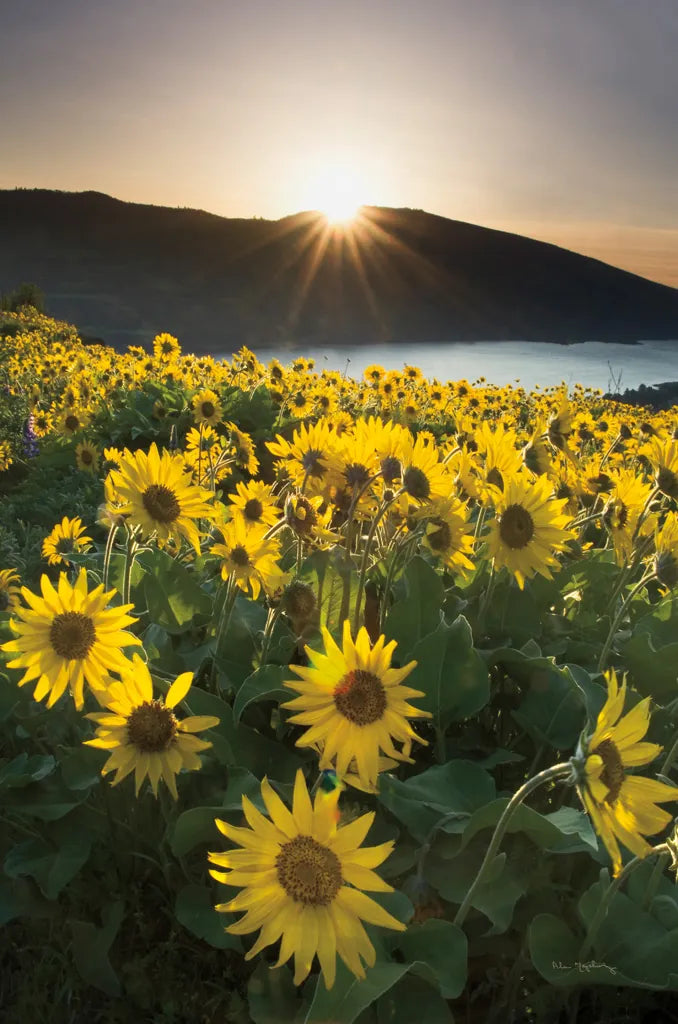 Columbia River Gorge Sunrise by Alan Majchrowicz. SKU 33789h. Archival Giclee Fine art print for wall decor.