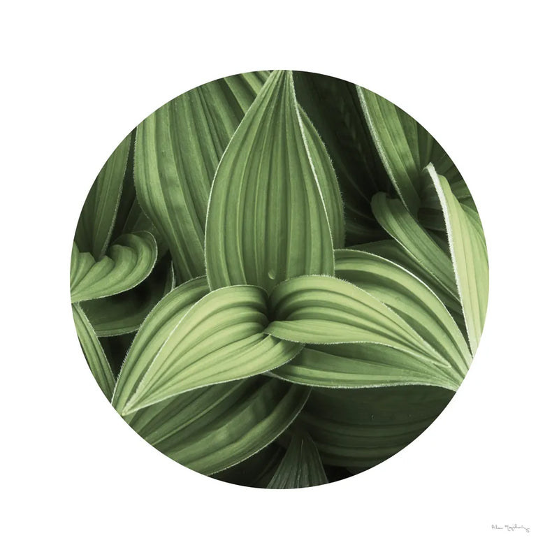 Corn Lily Circle I by Alan Majchrowicz. SKU 66121a. Archival Giclee Fine art print for wall decor.