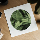 Corn Lily Circle I by Alan Majchrowicz. Shown as a detailed flat fine art print, highlighting archival giclee quality. Available as an archival giclee rolled canvas, fine art paper, or poster print. SKU 66121a.