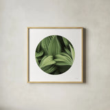 Corn Lily Circle I by Alan Majchrowicz. Shown in a natural wood glass frame for a timeless modern aesthetic. Available as an archival giclee rolled canvas, fine art paper, or poster print. SKU 66121a.