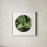 Corn Lily Circle I by Alan Majchrowicz. Shown in a crisp white glass frame for a clean and minimalist style. Available as an archival giclee rolled canvas, fine art paper, or poster print. SKU 66121a.