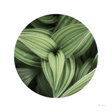 Corn Lily Circle II by Alan Majchrowicz. SKU 66122a. Archival Giclee Fine art print for wall decor.