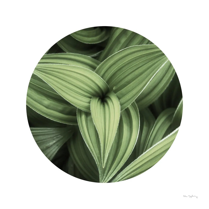 Corn Lily Circle II by Alan Majchrowicz. SKU 66122a. Archival Giclee Fine art print for wall decor.