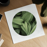 Corn Lily Circle II by Alan Majchrowicz. Shown as a detailed flat fine art print, highlighting archival giclee quality. Available as an archival giclee rolled canvas, fine art paper, or poster print. SKU 66122a.