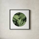 Corn Lily Circle II by Alan Majchrowicz. Shown in a sleek black glass frame for a contemporary gallery look. Available as an archival giclee rolled canvas, fine art paper, or poster print. SKU 66122a.